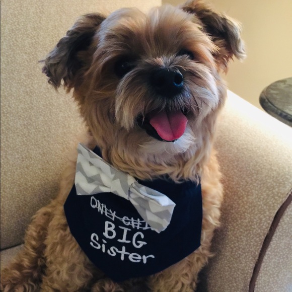 Gender Reveal Dog Bandana - Picture 2 of 2